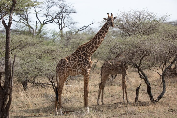 3 Day Private Serengeti Safari Tour with One Way Flight - Photo 1 of 12