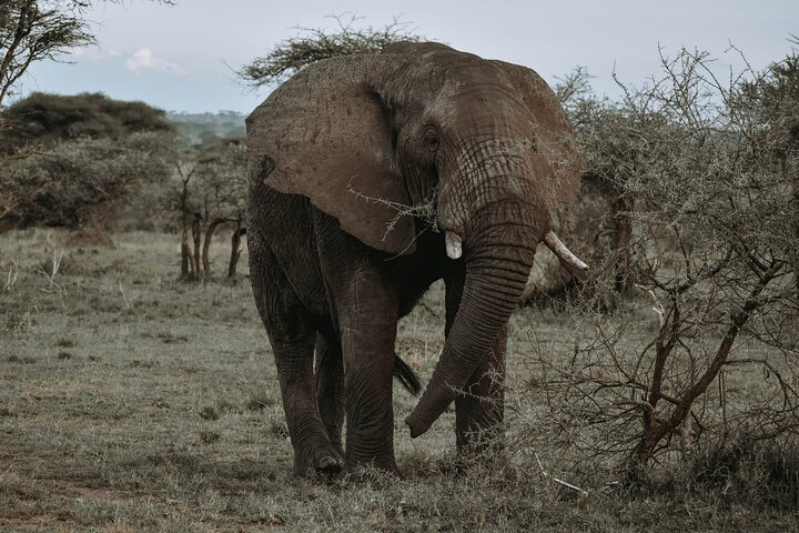 3 Days Safari Ngorongoro, Tarangire & Lake Manyara National PARK - Photo 1 of 5