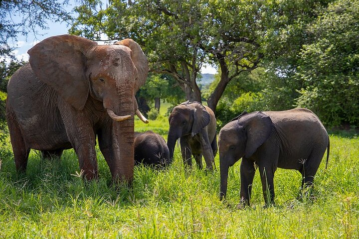 Elephants Tarangire National Park
