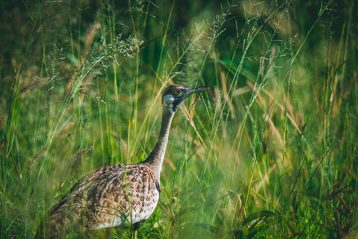 3-Day Tarangire, Ngorongoro & Manyara Shared Safari - Photo 1 of 10