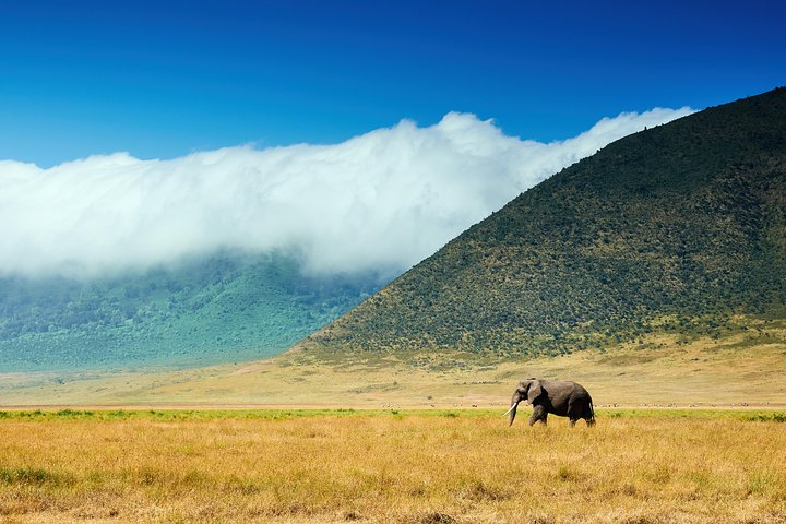Elephant Walking in Ngorongoro Crater