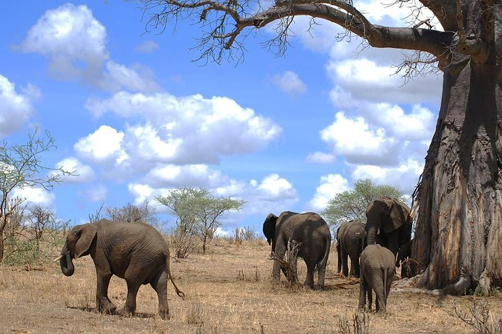 3 Days Amzing Safari in Tarangire and Nngorongoro  - Photo 1 of 8