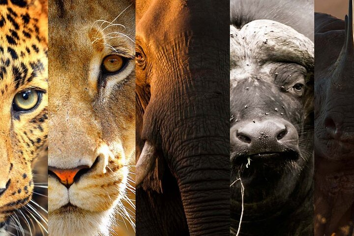 3 Days Big Five Unforgetable Lodging Tanzania Safari - Photo 1 of 7