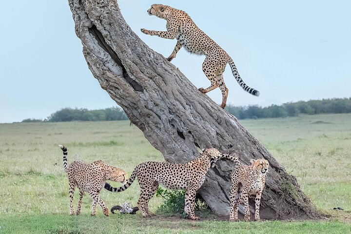 3 Days Camping Safari to Serengeti and Ngorongoro Crater - Group Joining - Photo 1 of 10