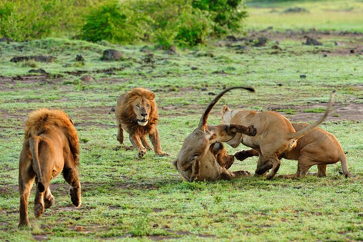 3 - Days Essence of Tanzania - Photo 1 of 6