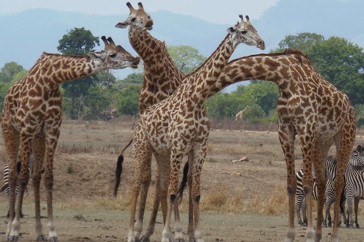 Male Giraffe sniffing a female on heat in Selous