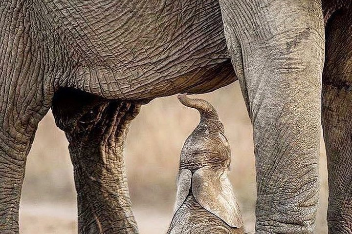 3 Days Lodge Serenegeti & Ngorongoro Crater - Photo 1 of 6