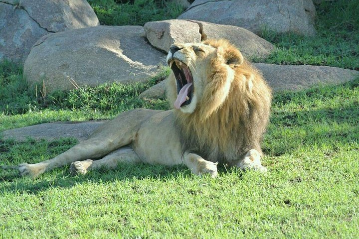 3 Days Luxury Safari  - Photo 1 of 2