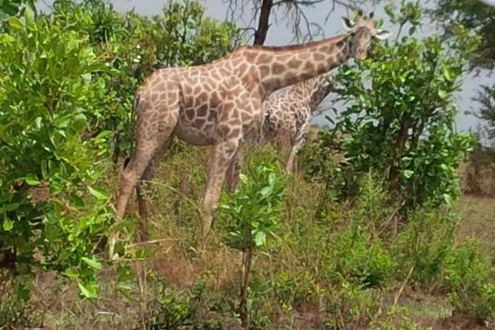 3 Days, Mikumi National park safari, by private transfer - Photo 1 of 8