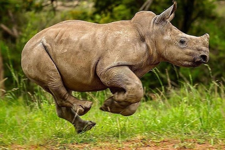 3 Days Private Lodge Serengeti Migration Safari - Photo 1 of 7