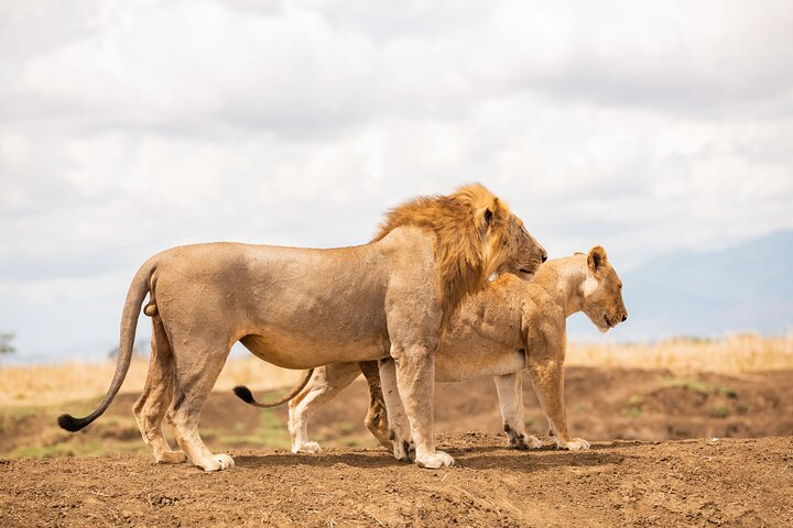 King & Queen of the Jungle 