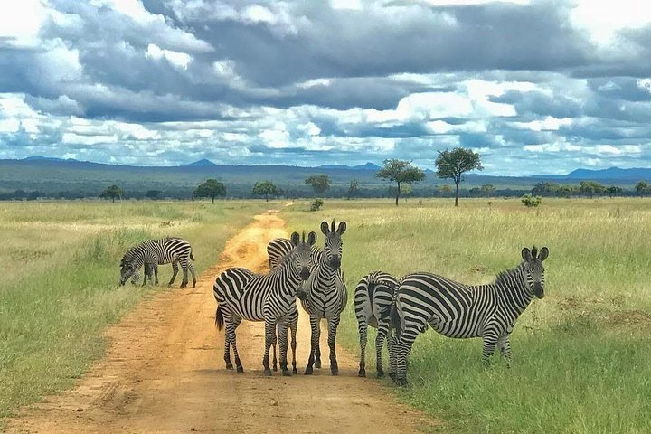 3 Days Safari at Mikumi National Park Southern circuit of Tanzania - Photo 1 of 4