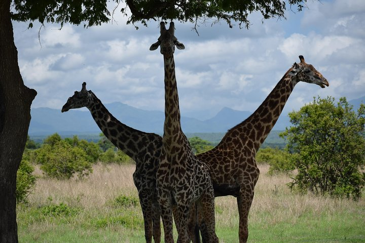 Safari to Mikumi National Park 