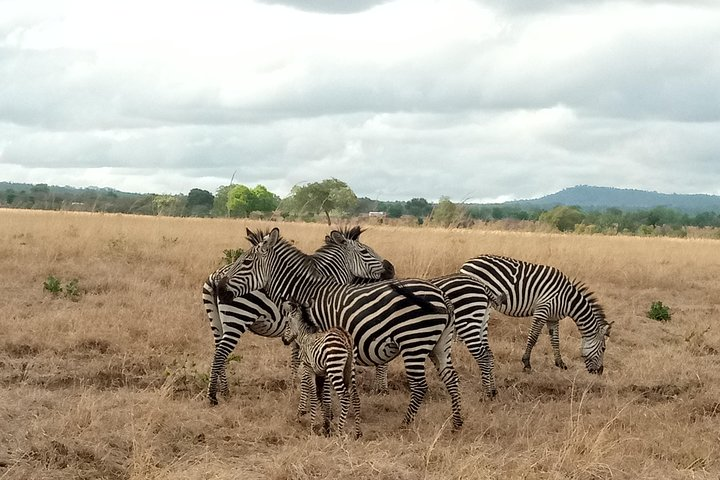 Zebra grazing in Mikumi NP