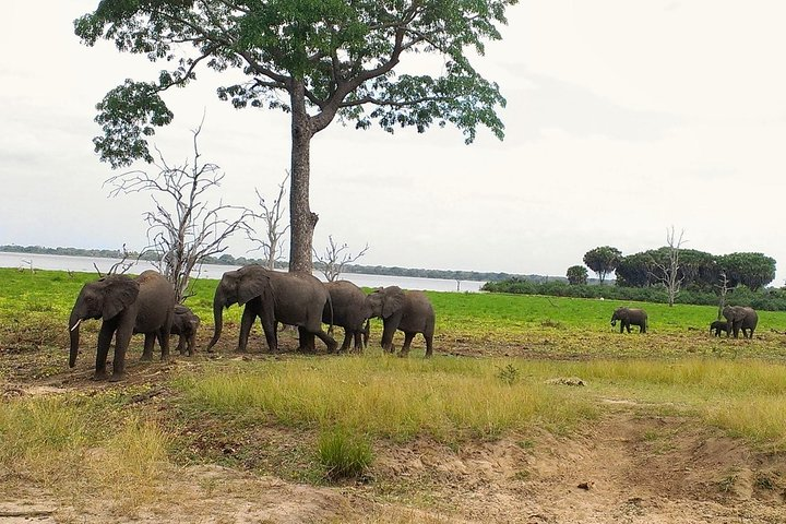 Elephants in Selous GR