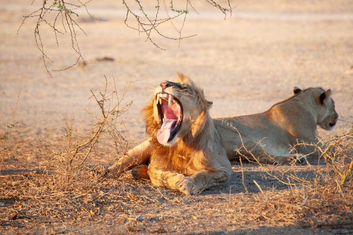 3-Day Selous Safari Discover Nyerere National Park - Photo 1 of 25