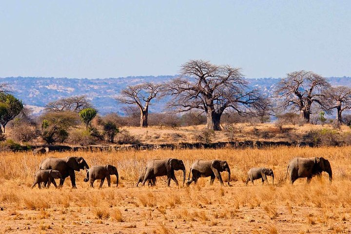 Tarangire National park 