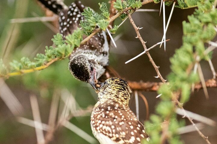 3 Days Taste of Tanzania Standard Safari - Photo 1 of 7