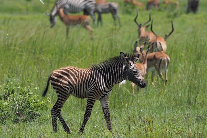3 Days Unique safari Selous Game Reserve Tanzania - Photo 1 of 3