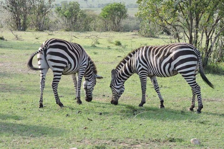 3day's Safari - Photo 1 of 6