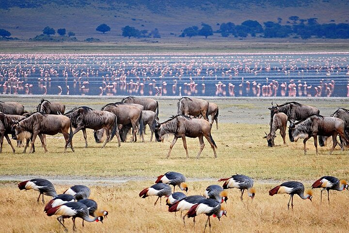 3Days luxury safari to Tarangire Ngorongoro crater and Manyara - Photo 1 of 14