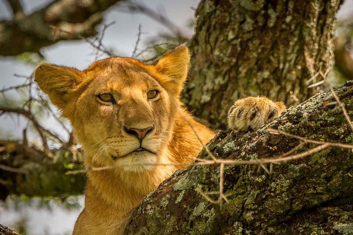 4 Day: Astonishing Group Safari - Photo 1 of 9