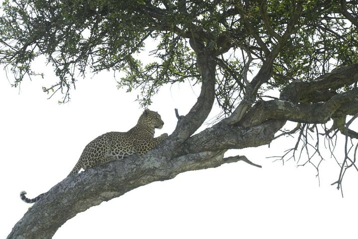 4-Day Camping Safari Including Serengeti & Ngorongoro - Photo 1 of 4