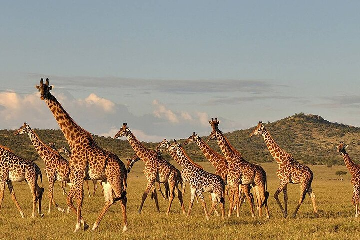 4-Day From Zanzibar Manyara, Serengeti & Ngorongoro Best Luxury Safari - Photo 1 of 6