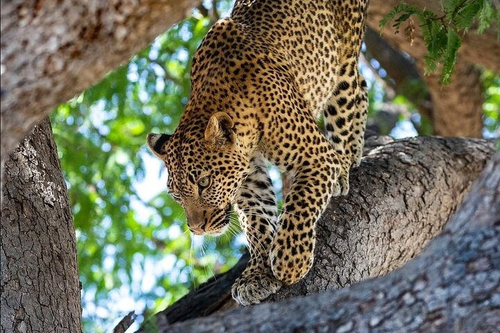 4-Day Private Lake Natron and Serengeti Wildlife Safari - Photo 1 of 8