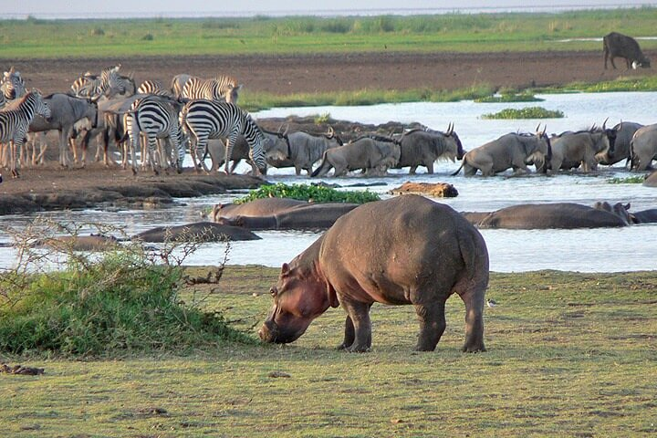 4 Day Private Tour Throughout Tarangire, Serengeti and Ngorongoro - Photo 1 of 4