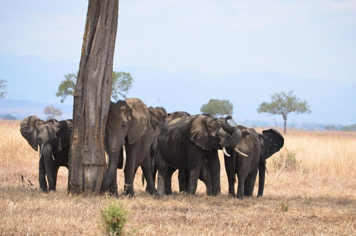 4 Day Serengeti & Ngorongoro Safari Wildlife Wonders of Tanzania - Photo 1 of 6