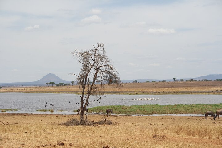 4-Day Shared Safari Tour with Complete Meals - Photo 1 of 2