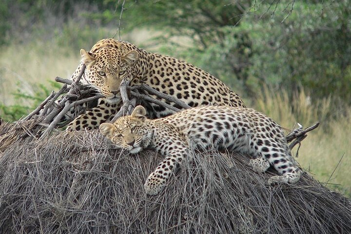 4 Days, 3 Nights Group budget Safari, Lake Manyara, Serengeti, Ngorongoro - Photo 1 of 17