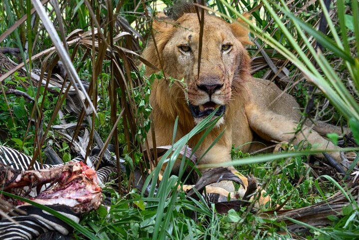 4 Days 3 Nights Selous (Nyerere national park) & Mikumi Adventure  - Photo 1 of 25