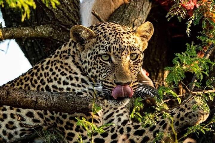 4-Days Bush to Bush Authentic Budget Safari - Photo 1 of 14