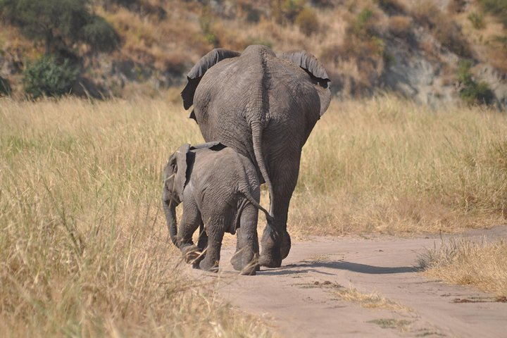 4 days Tanzania group safari to Serengeti, Crater and Tarangire - Photo 1 of 6