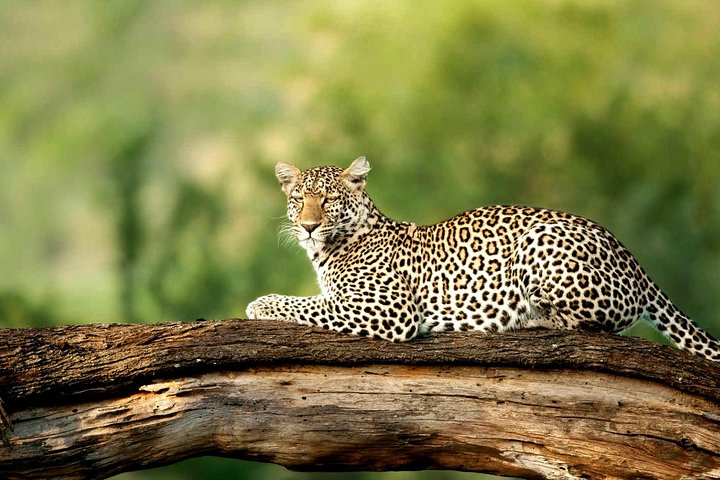 Leopard