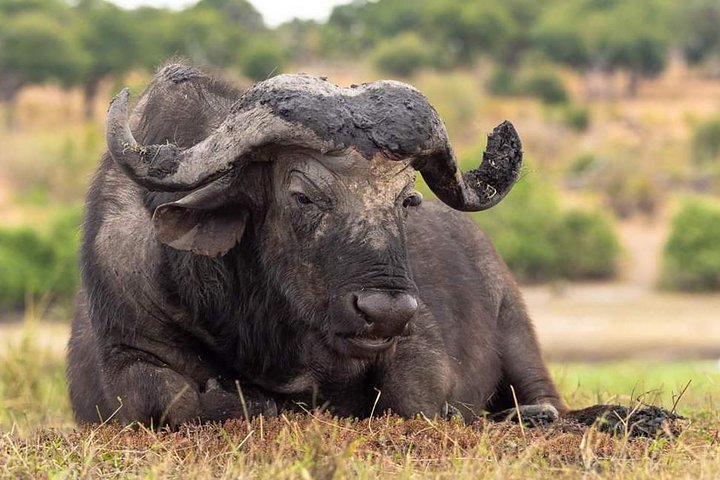 A clear view of big five at Serengeti National Park