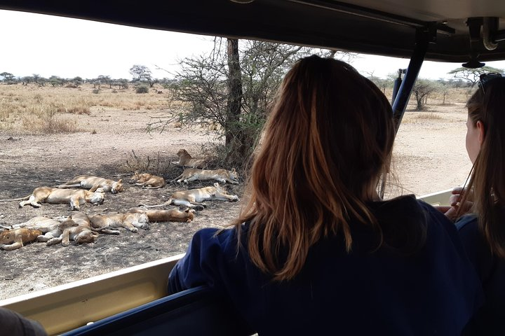 Pride of lioness Resting