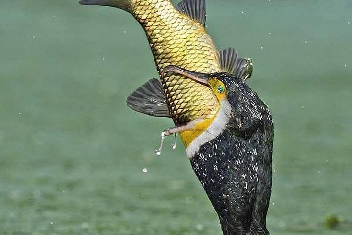 4 Days Private Migration Camping Tour in Serengeti National Park  - Photo 1 of 22