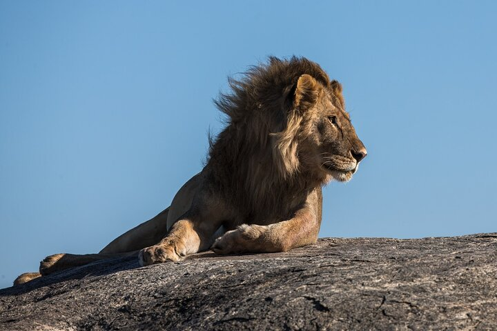 4-Days Northern Circuit Safari in Tarangire, Serengeti and Ngorongoro - Photo 1 of 11