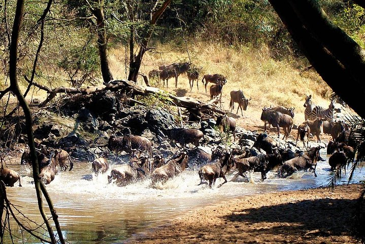 4 Days Private Serengeti Camping safari For 4 Pax - Photo 1 of 9