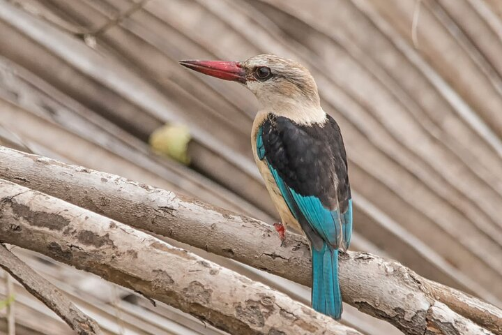 4-Days Private Tour in Nyerere National Park-Selous Game Reserve - Photo 1 of 6
