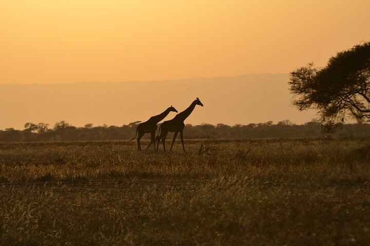4 Days Tanzania Lodge Safari With Two Nights at Serengeti - Photo 1 of 14