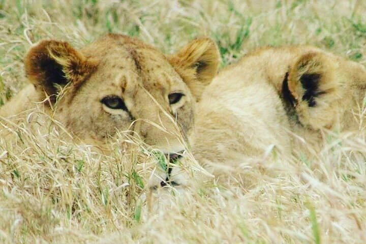 4 Days Tanzania Safari from Zanzibar itinerary - Photo 1 of 19