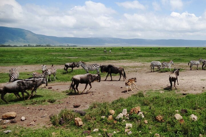 5 day 4 Nights Private Adventure Camping Norther Tanzania Safari  - Photo 1 of 8