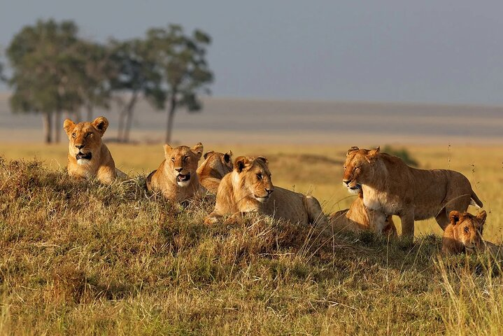 7 Days Wildlife & Lake Eyasi Safari Experience  - Photo 1 of 2