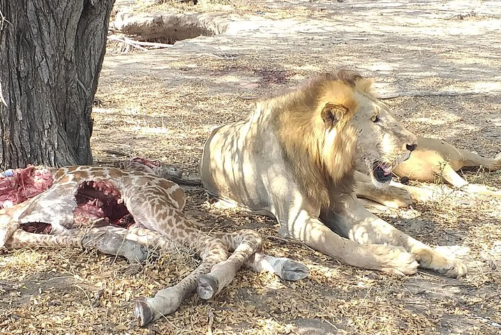 Lion eating giraffe Ruaha park
