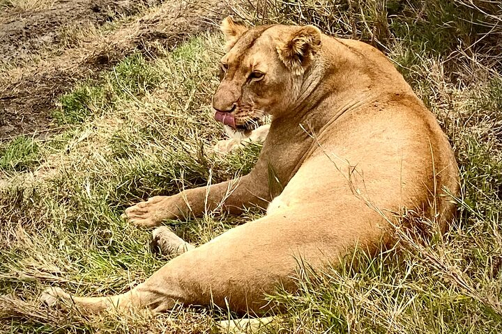 5-Day Private Safari in The Serengeti with Accommodation - Photo 1 of 17