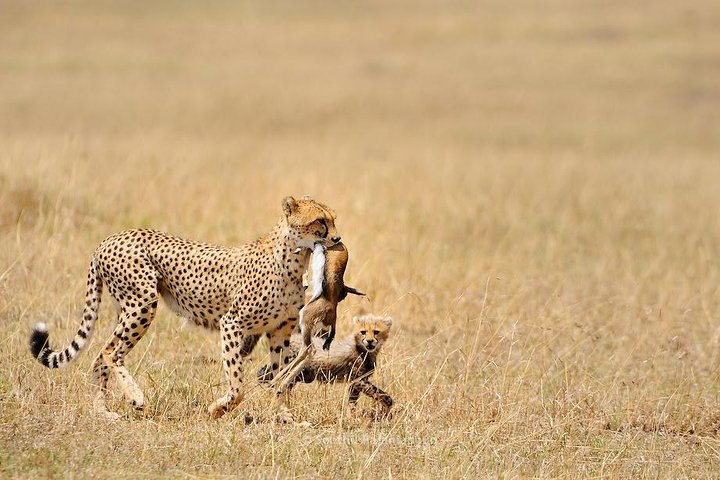 5 Day Serengeti, Tarangire, & Ngorongoro & Manyara Grass Root Safari. - Photo 1 of 4